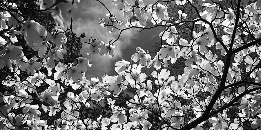 Black And White Photograph - Spring Dogwood -1 by Alan Hausenflock