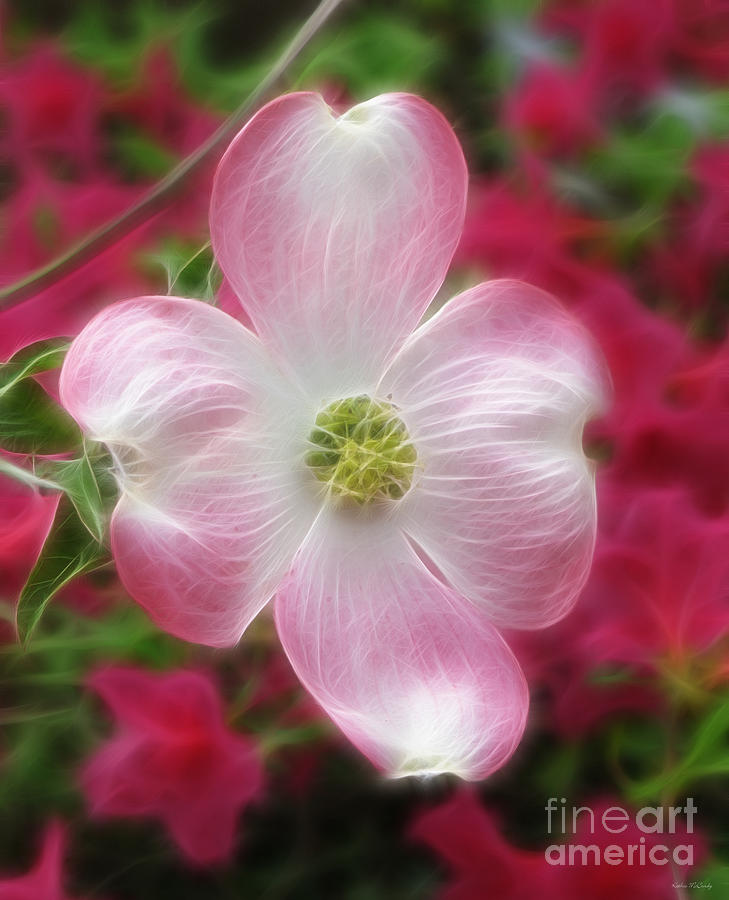 Spring Dogwood Photograph by Kathie McCurdy