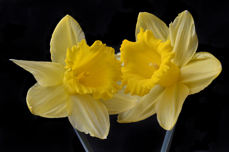 Spring Double Act. Photograph by Terence Davis