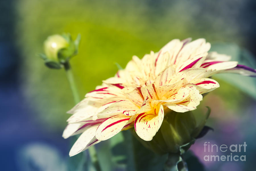 Flower Photograph - Spring Dream Jewel Tones by Sharon Mau