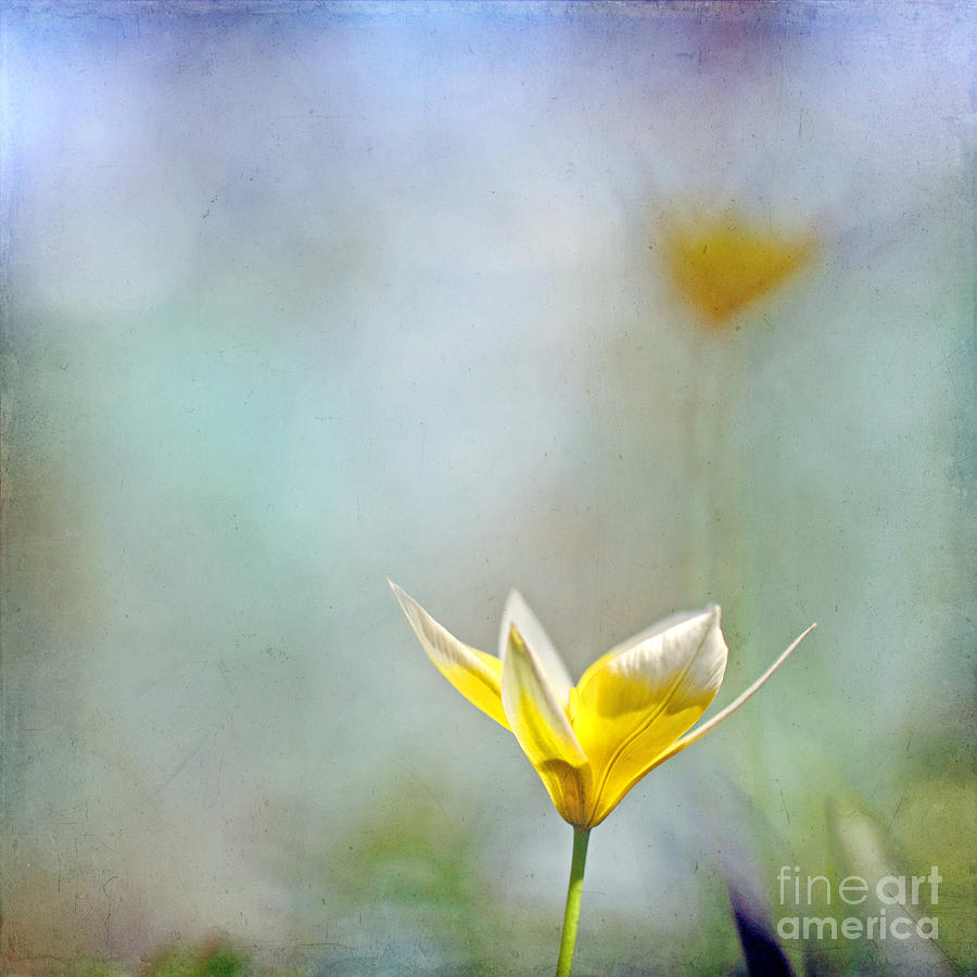 Spring echoes Photograph by Uma Wirth Photography by Ulli Hoertenhuber