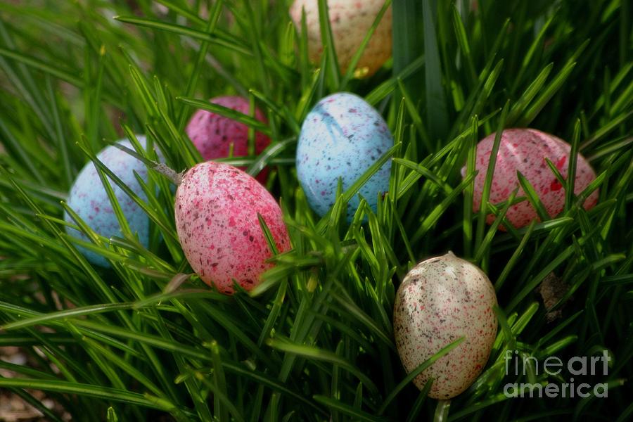 Spring Eggs Photograph by Living Color Photography Lorraine Lynch
