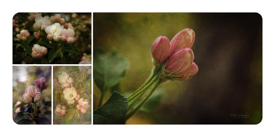 Spring Emerging Collage Photograph by Mary Machare