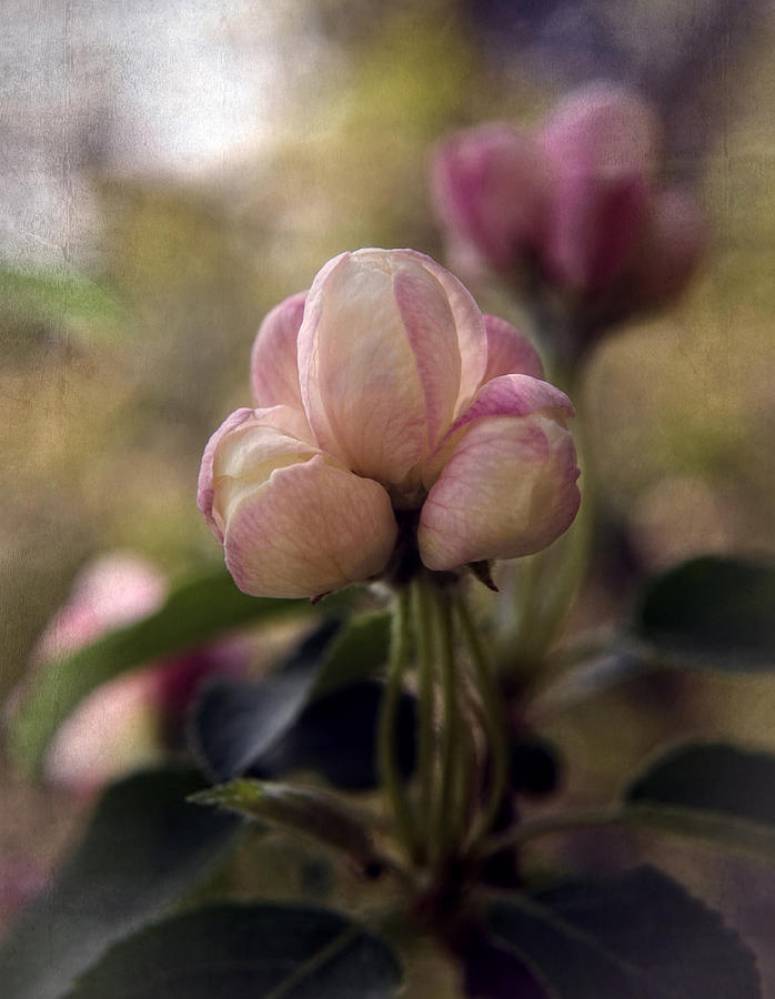 Spring Emerging Photograph by Mary Machare