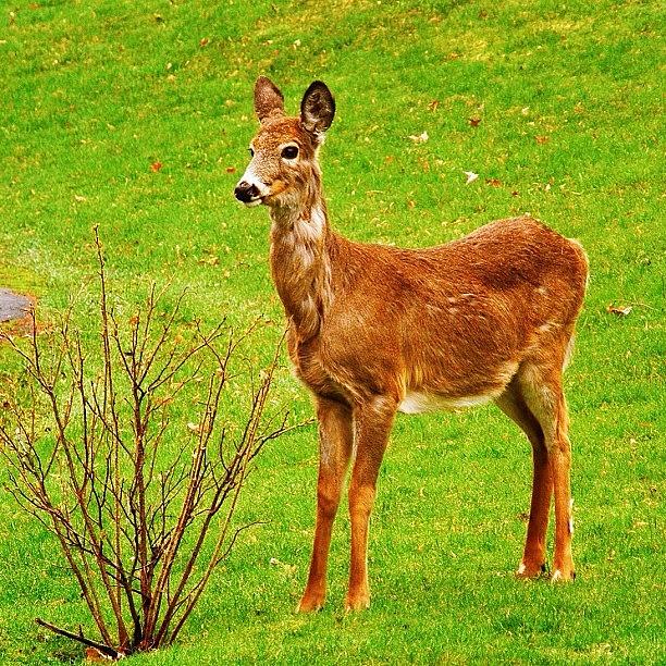 Spring Fawn Eating New Buds Photograph by Deb - Jim Photograhy