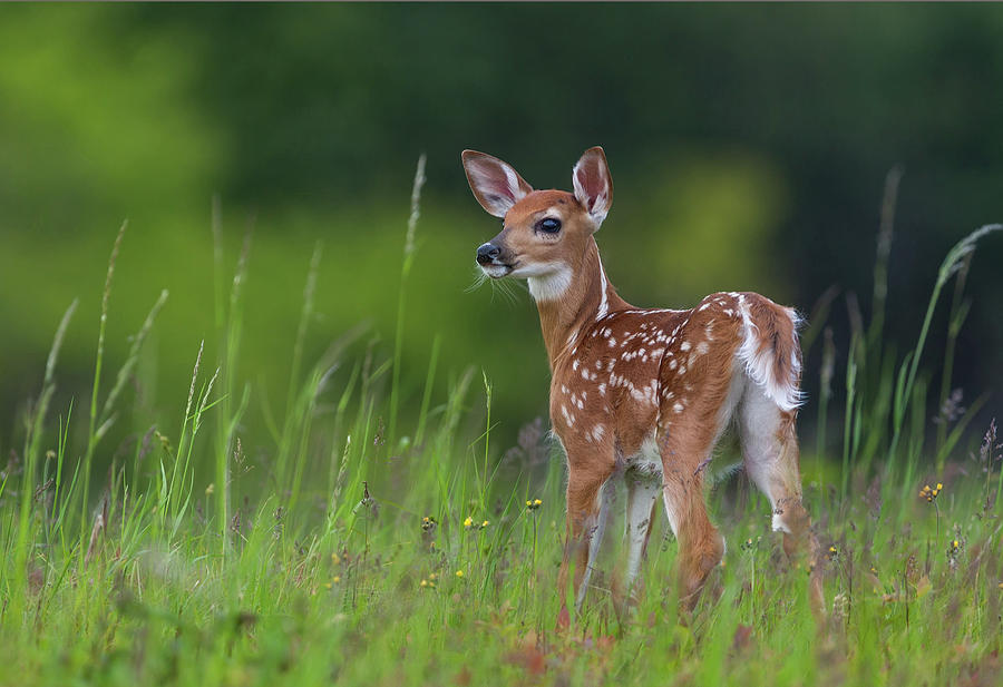 Spring Fawn Photograph by Nick Kalathas