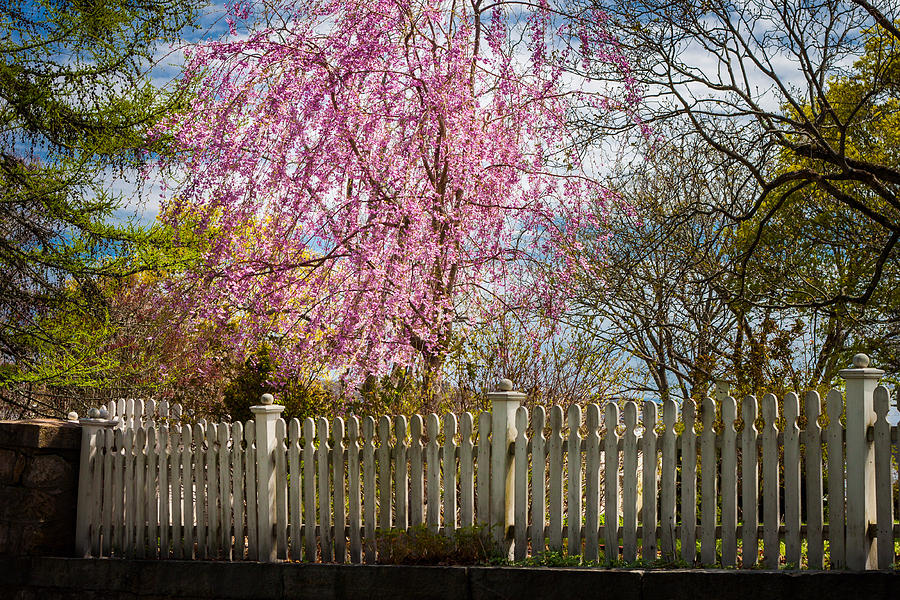 Spring Fence Photograph by Kirkodd Photography Of New England