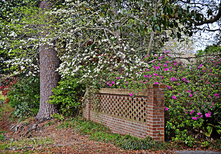 Spring Fence Photograph by Linda Brown