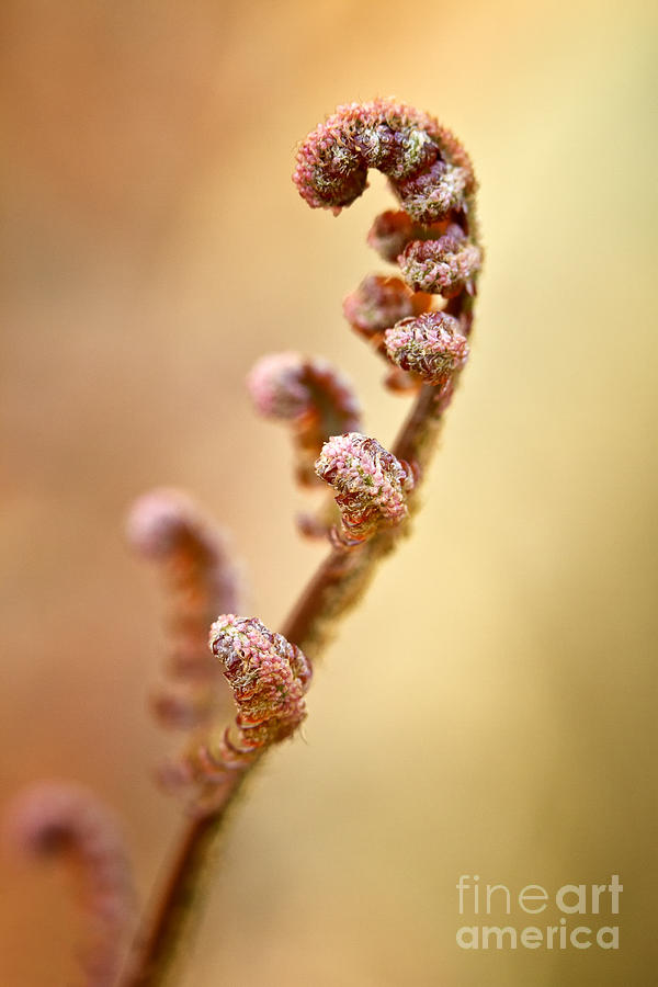 Spring Fern Photograph by Carrie Cranwill