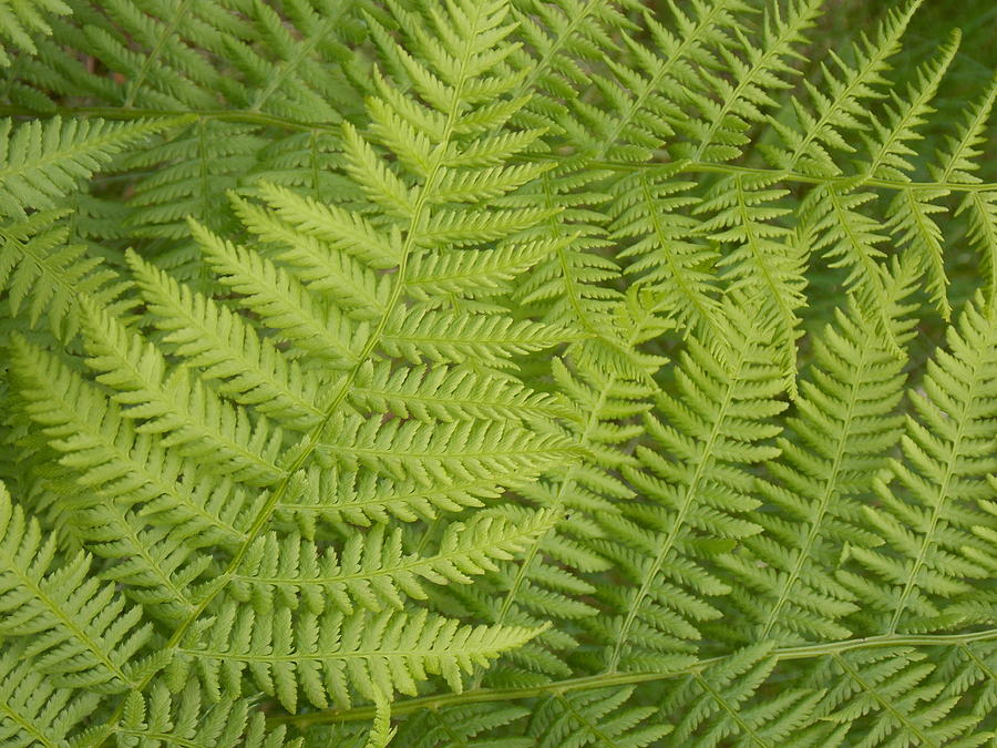 Spring Ferns Photograph by Debra Beaupre - Fine Art America