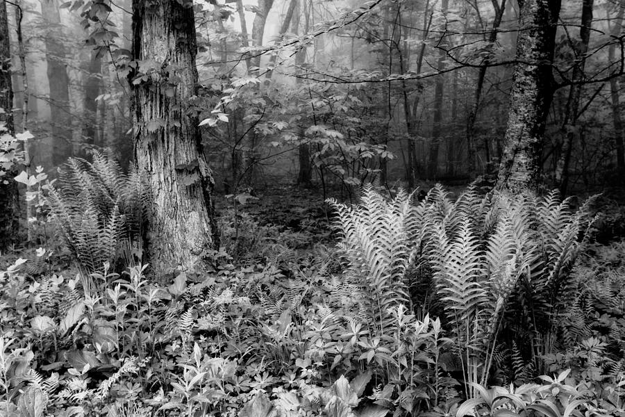 Spring Ferns of the Blue Ridge 1 BW Photograph by Dan Carmichael