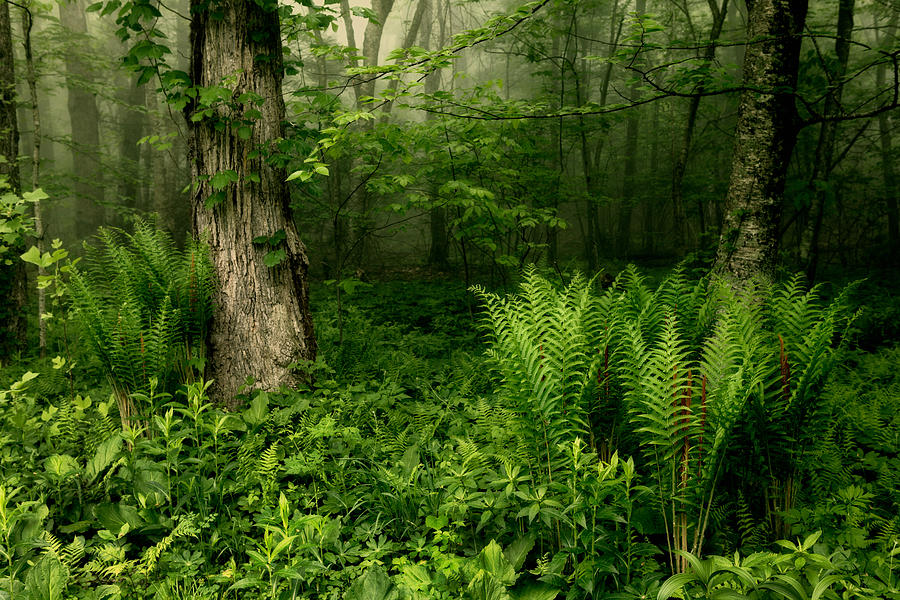 Spring Ferns of the Blue Ridge 1 Photograph by Dan Carmichael