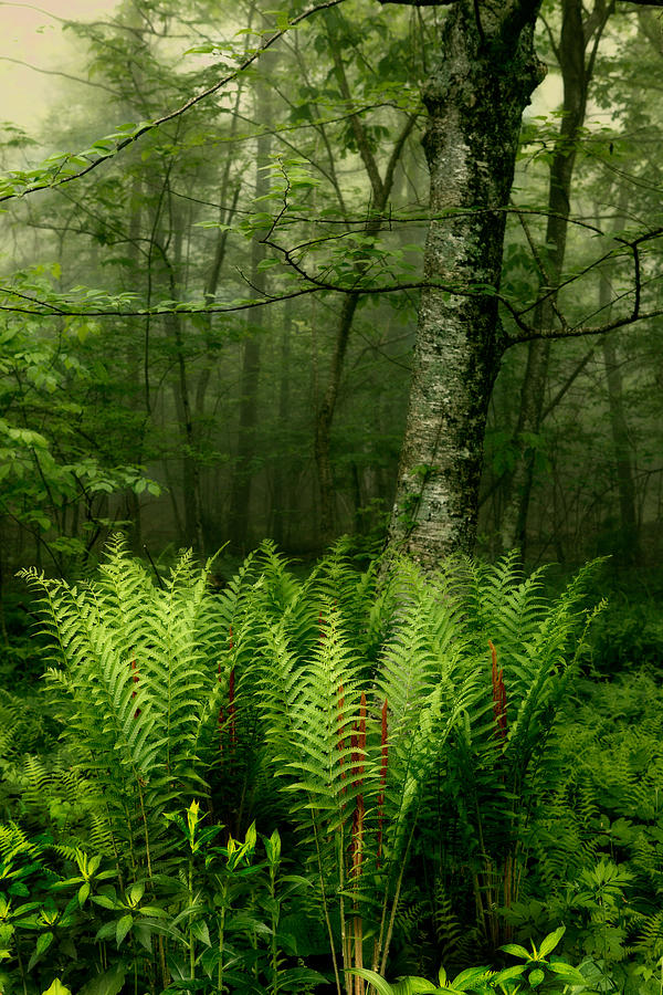 Spring Ferns of the Blue Ridge 3 Photograph by Dan Carmichael