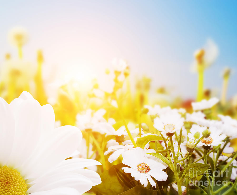 Daisy Photograph - Spring field with flowers daisy herbs by Michal Bednarek
