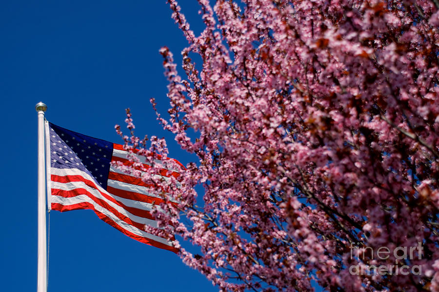 Spring Flag Photograph by Mark Dodd