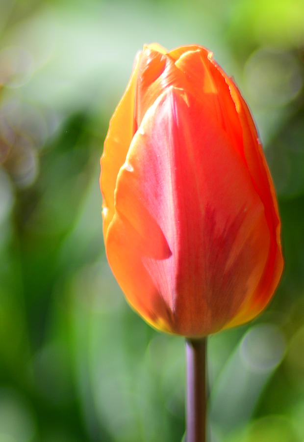 Spring Flame Photograph by Ronda Broatch