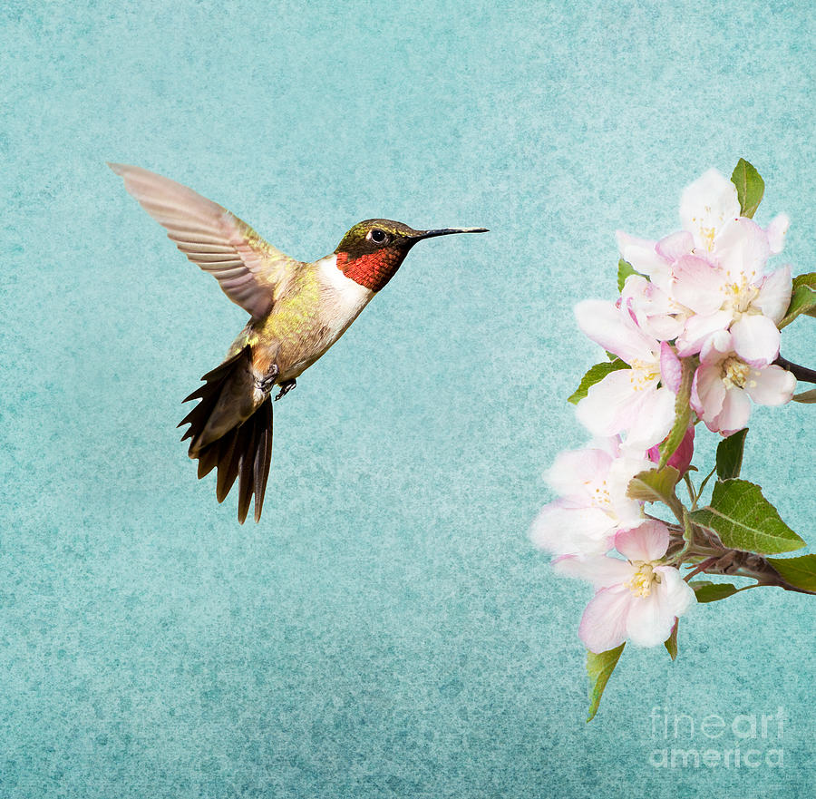 Spring Flight II Photograph by Sari ONeal