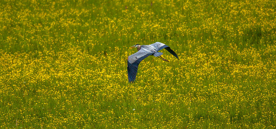 Spring Flight Photograph by Kevin Dietrich