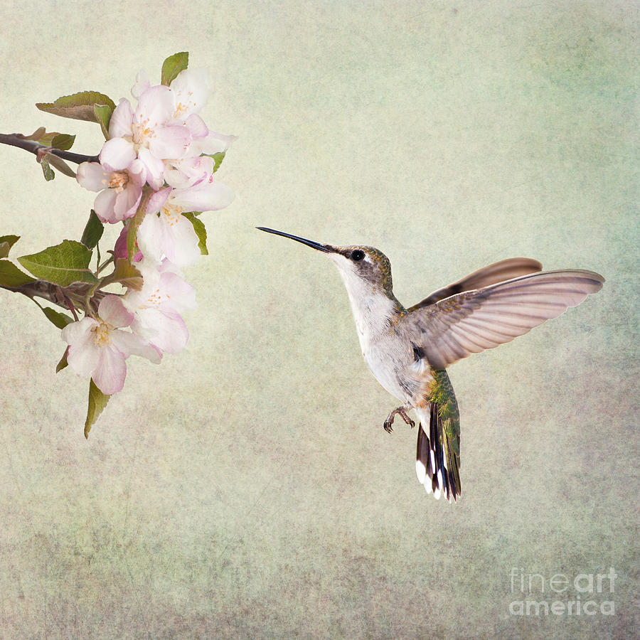Spring Flight Photograph by Sari ONeal