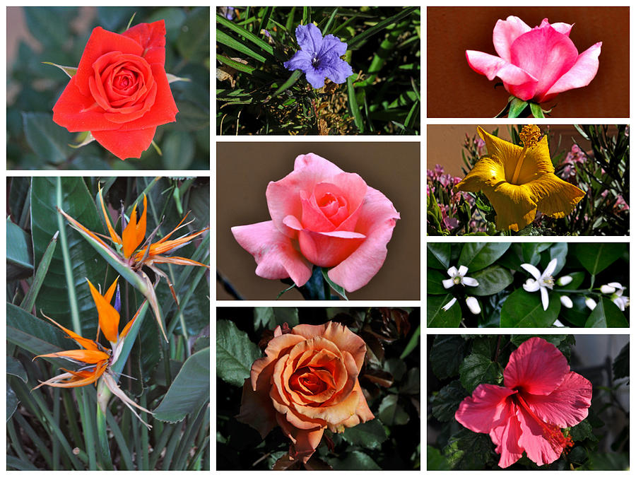 Spring Floral Collage Photograph by Jay Milo