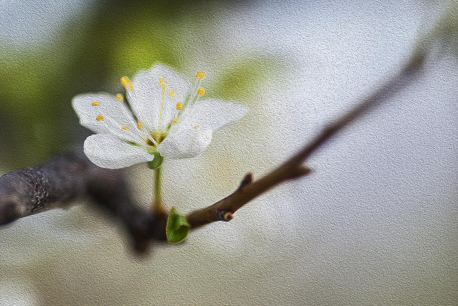 Spring Flower art Photograph by Vishwanath Bhat