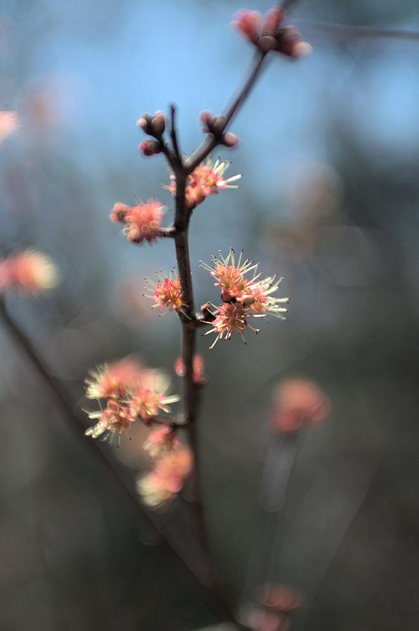 Spring Flower  Buds   Photograph by Douglas Pike