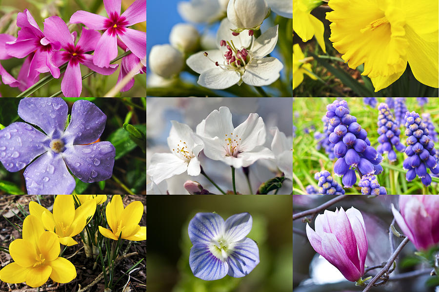 Spring Flower Collage Photograph by Melinda Fawver