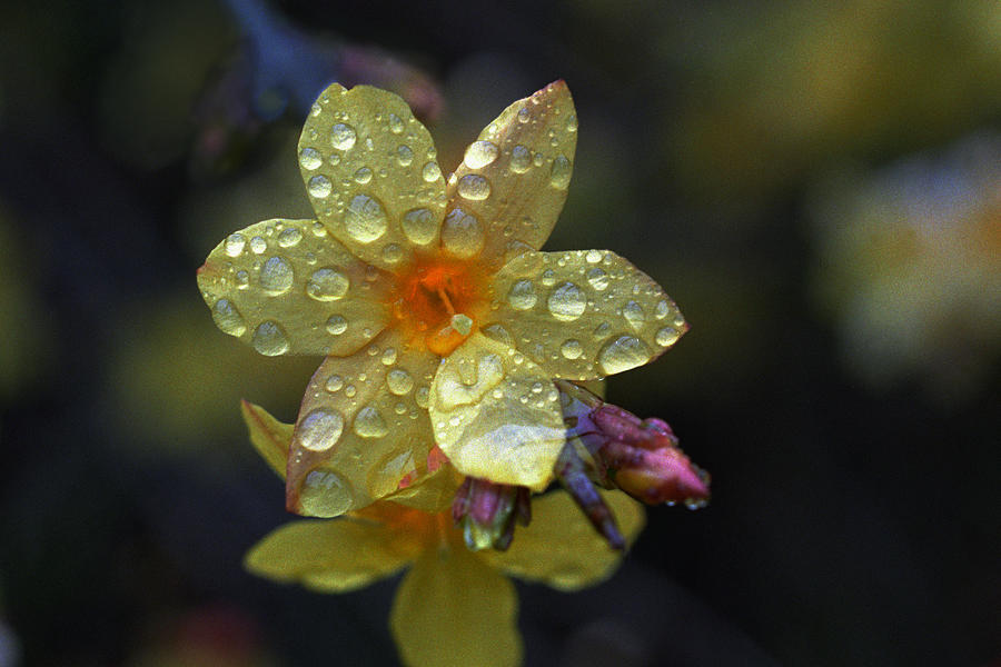 Spring flower Photograph by Dragan Kudjerski
