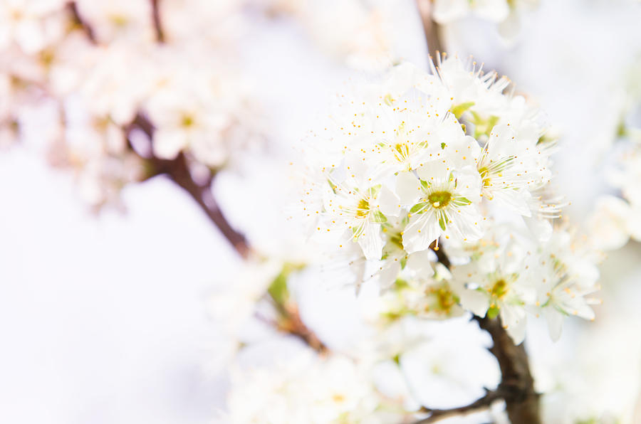 Spring Flower Photograph by Franckreporter