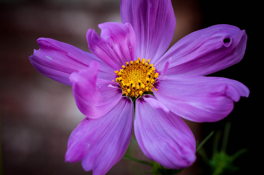 Cosmo Spring Flower Horizontal Photograph