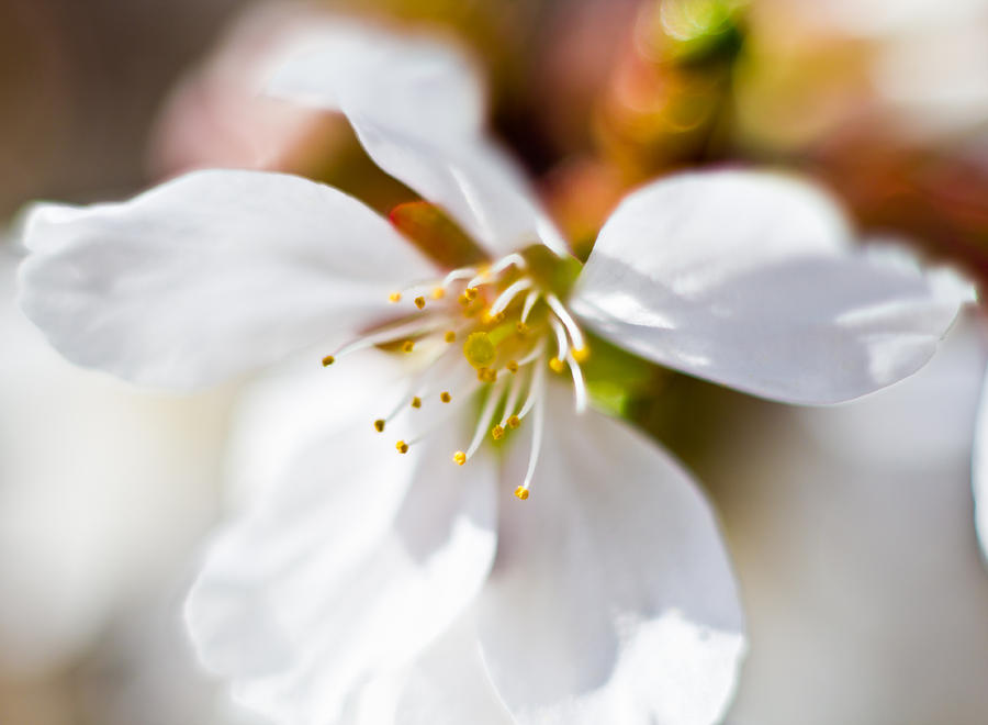 Spring Flower Photograph by Jonny D