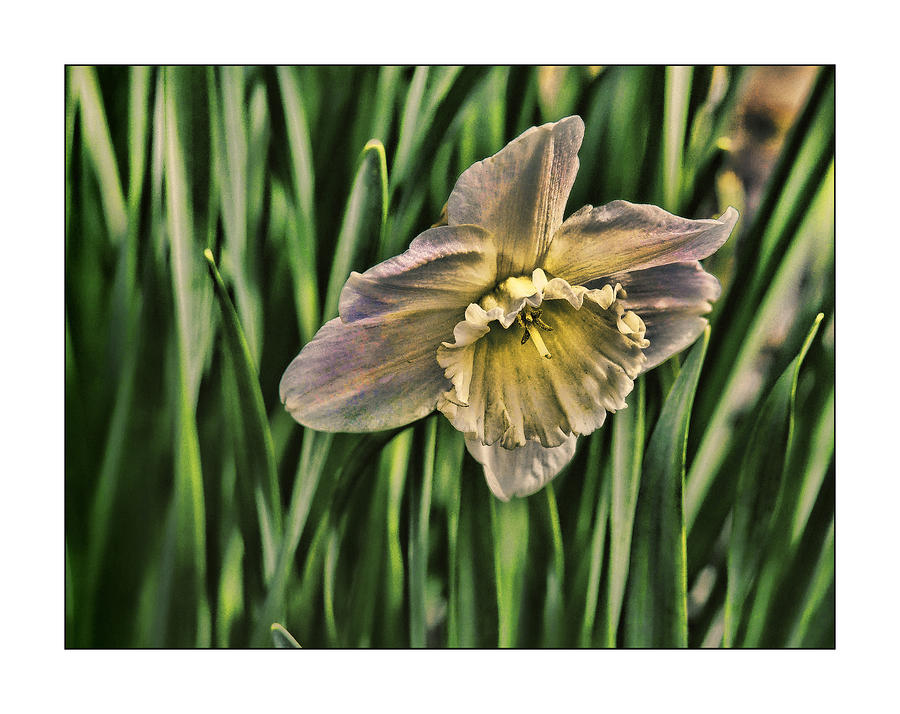 Spring Flower Photograph by Ron Roberts