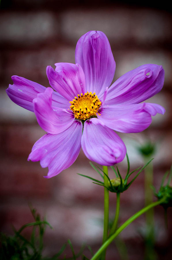 Cosmo Spring Flower Vertical Photograph by Connie Cooper-Edwards