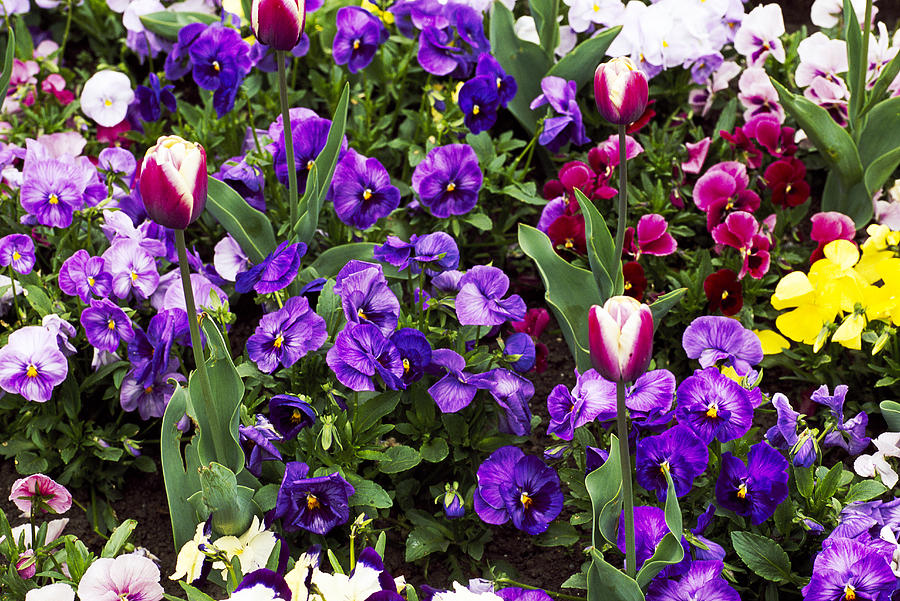 Spring Flowers Photograph by Anthony Cooper/science Photo Library