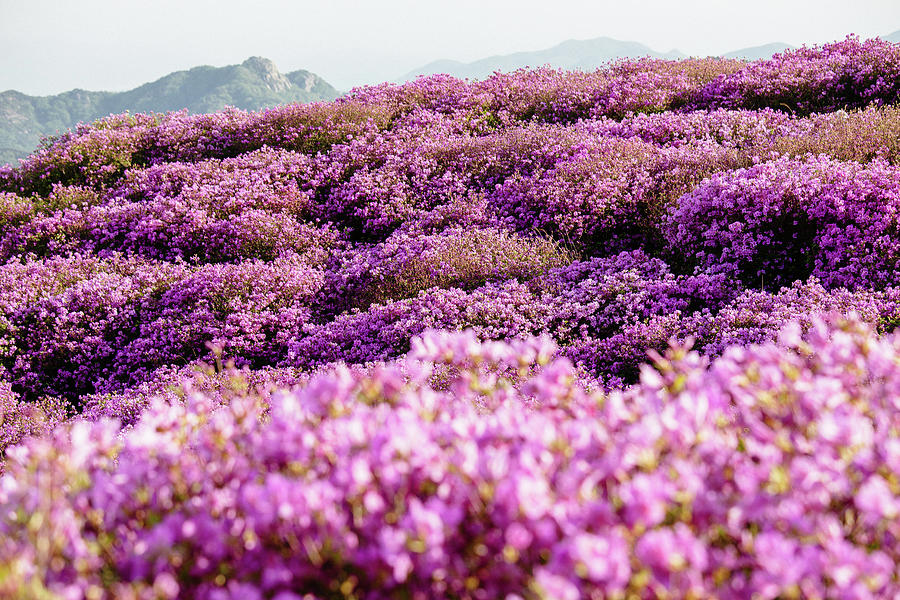 Spring Flowers At The Hwangmaesan Photograph by Insung Jeon
