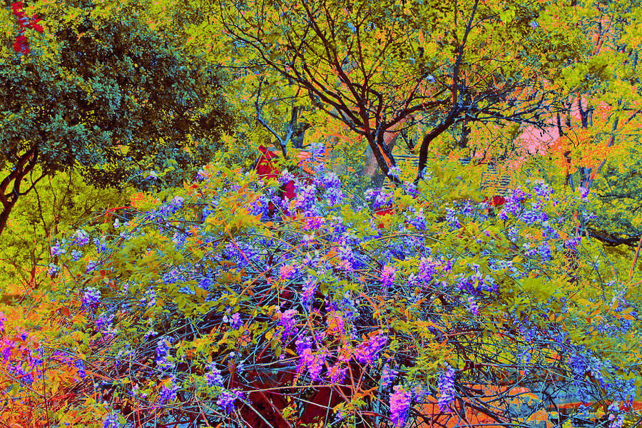 Spring Flowers at Zilker Botanical Gardens in Austin Texas