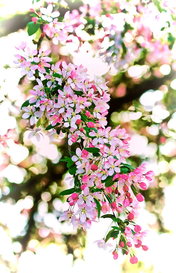 Spring Flowers Photograph by Athena Mckinzie