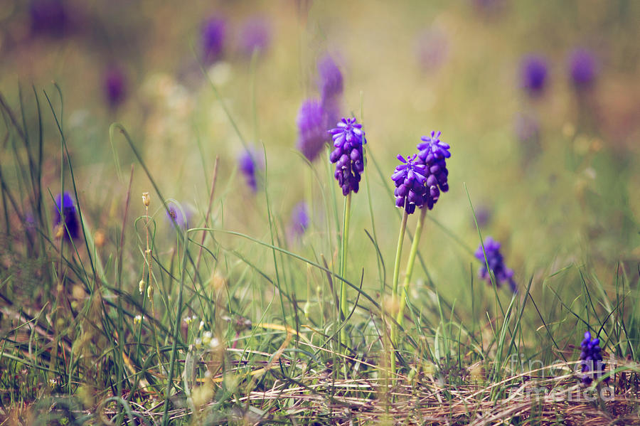 Spring Photograph - Spring Flowers by Diana Kraleva