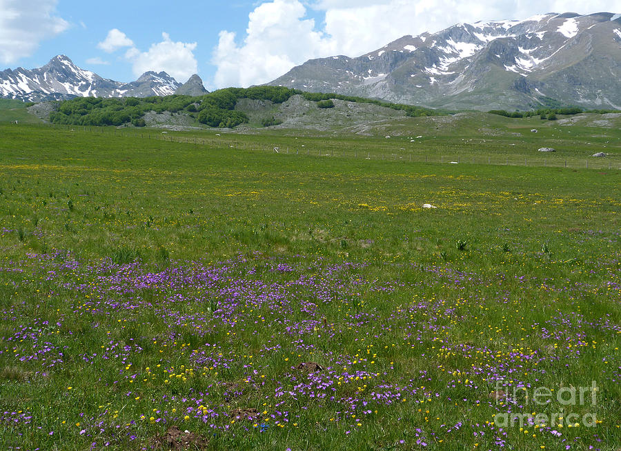 Spring Flowers - Durmitor National Park - Montenegro Photograph by Phil Banks