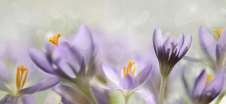 Flower Photograph - Spring Flowers by Heidi Westum