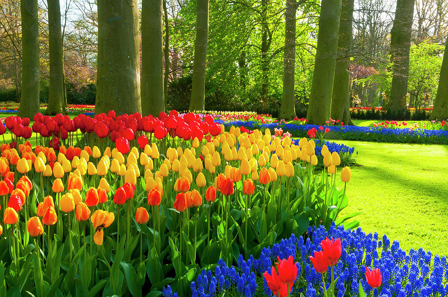 Spring Flowers In A Park Photograph by Jacobh