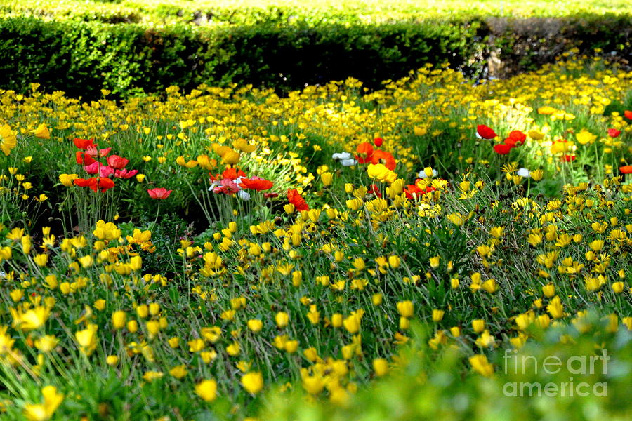 Spring Flowers in Balboa Park San Diego Photograph by Tatyana Searcy