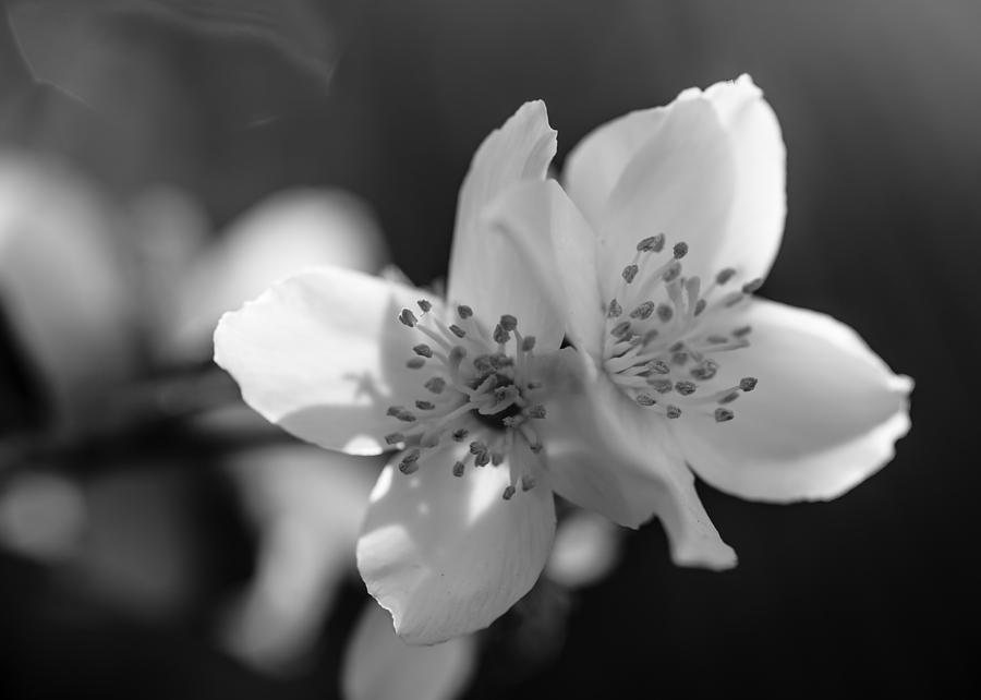 Spring Flowers in black and white Photograph by Vishwanath Bhat