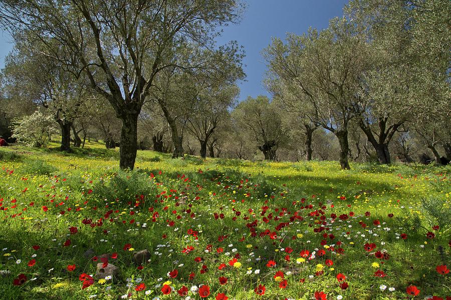 Spring Flowers In Olive Grove Photograph by Science Photo Library Spring Flowers In Olive Grove Photograph by Science Photo Library