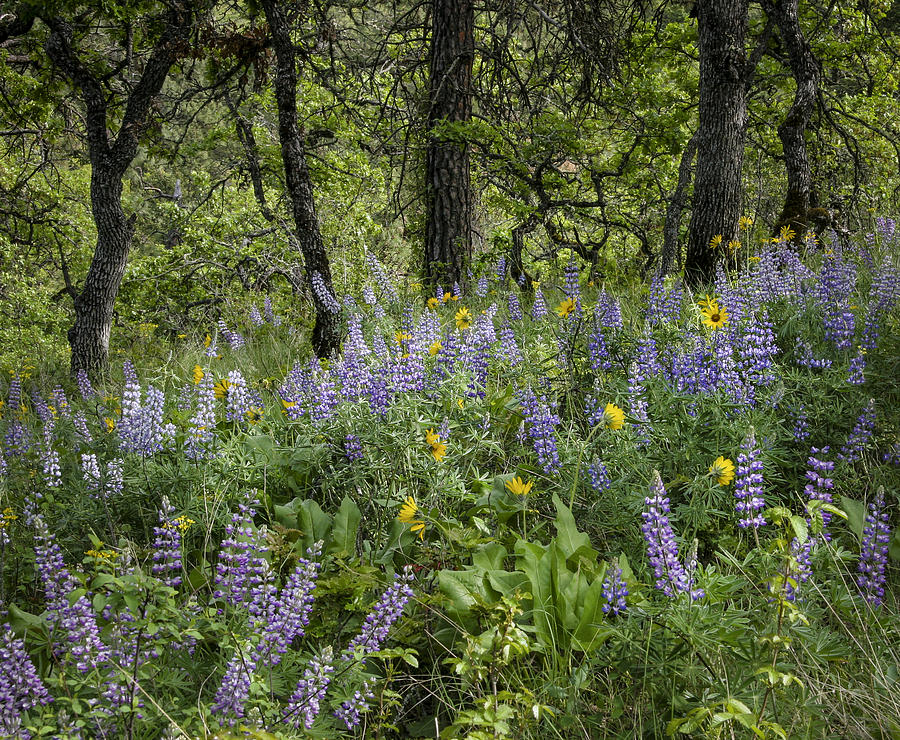 Spring Photograph - Spring flowers in the Columbia Gorge by Jean Noren