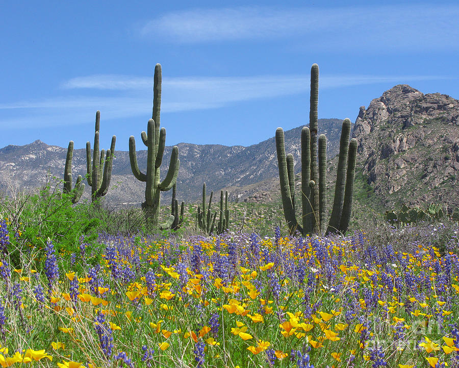 Mountain Photograph - Spring flowers in the desert by Elvira Butler