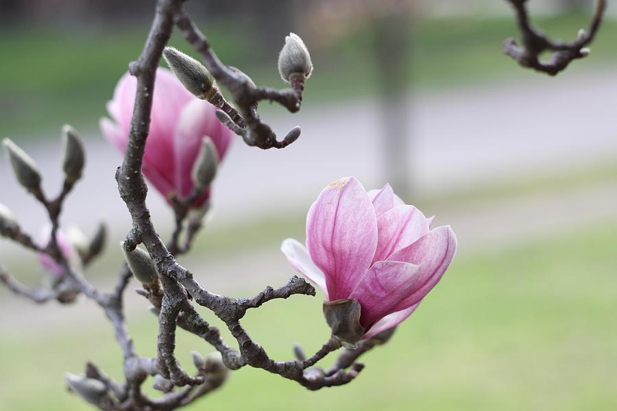 Magnolia Movie Photograph - Spring Flowers by Megan 