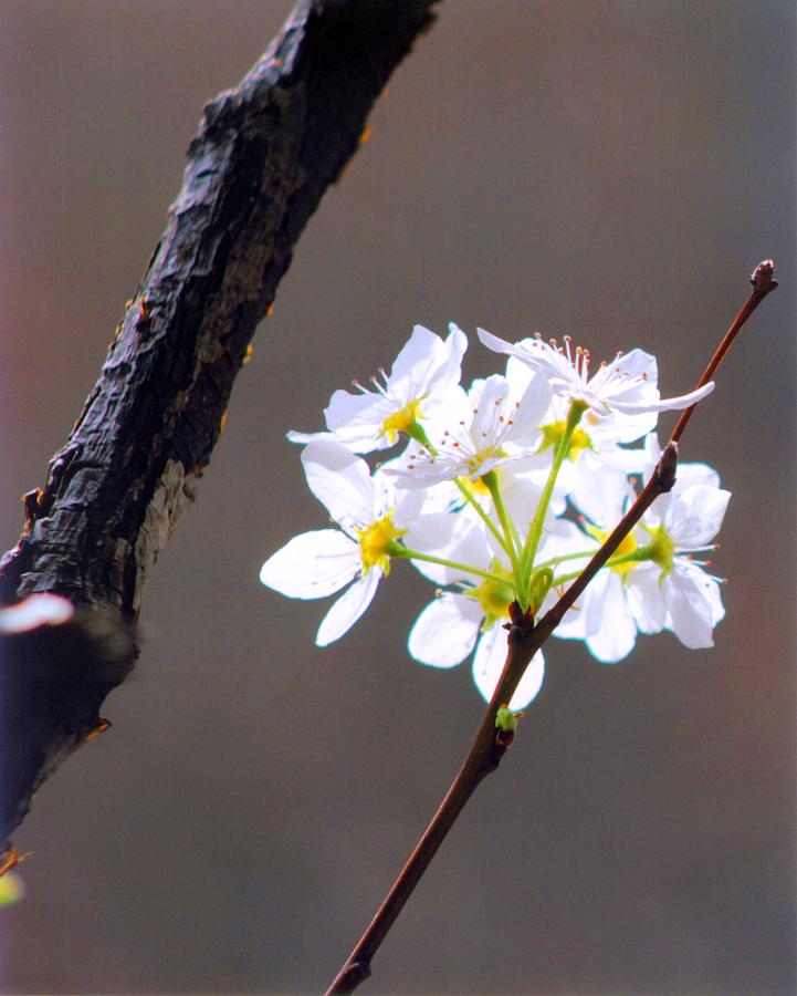 Nature Photograph - Spring Flowers no 1 by Karin Kohlmeier