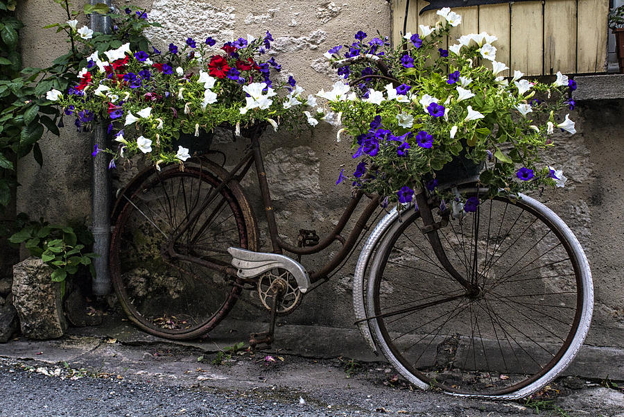 Spring Flowers on a Vintage Bike Photograph by Georgia Clare