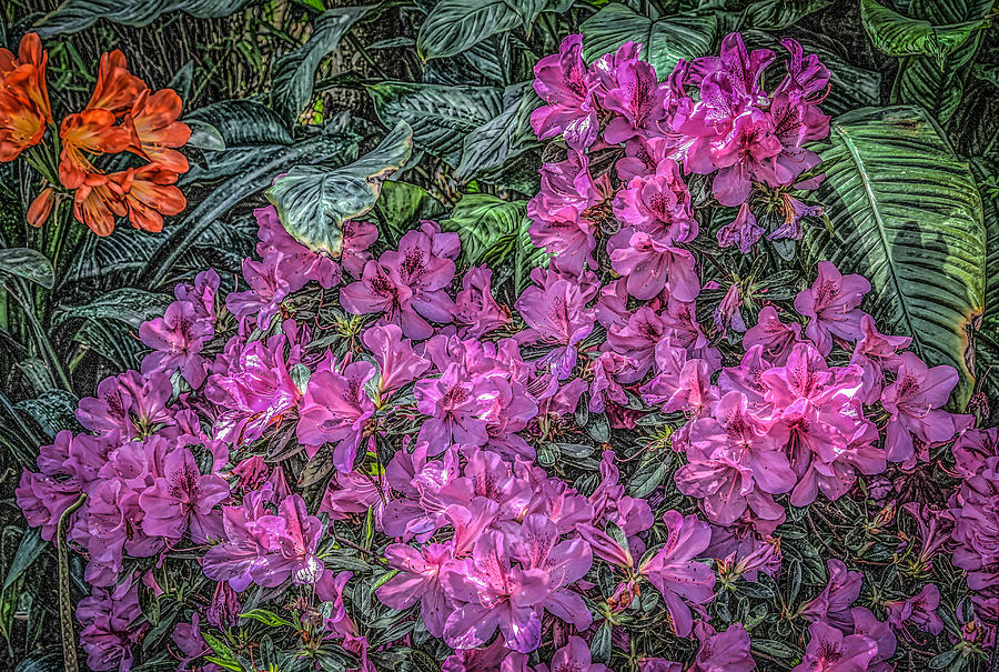 Spring Flowers Photograph by Ray Congrove